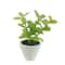 Assorted Micro Premade Succulent, 1pc. by Ashland®